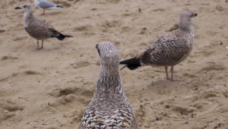 Eine-Gruppe-Von-Drei-Möwen-Spazieren-An-Einem-Sandstrand-Der-Ostsee