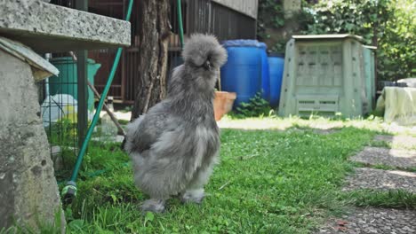 Little-Grey-silkie-chicken-looks-at-camera