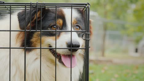 portrait of a sad australian shepherd. sits in a cage and misses