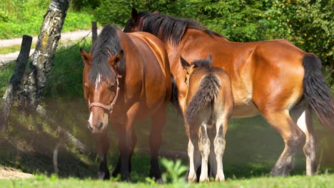 group of horses, including a foal, standing together in a sunlit pasture, showcasing natural behavior and a strong sense of family