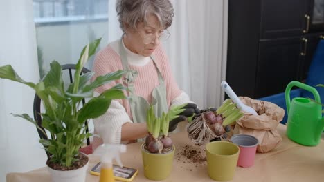 senior woman planting hyacinths