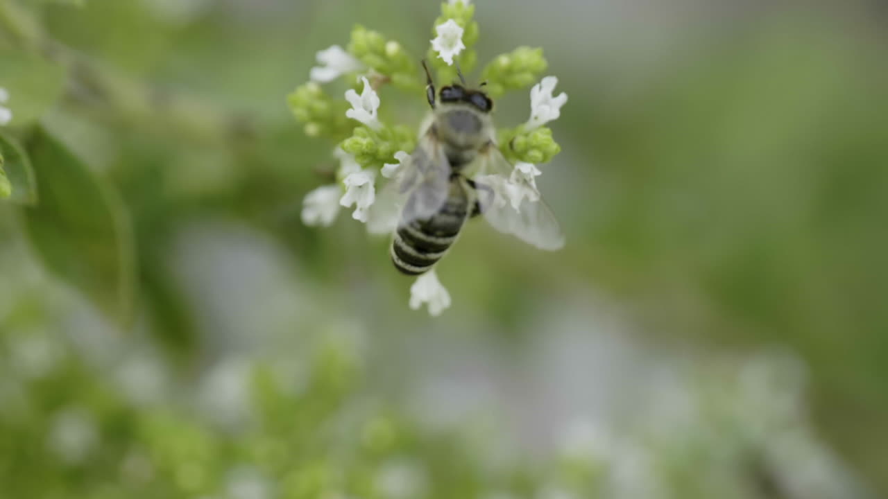 Honeybee on an oregano flower
