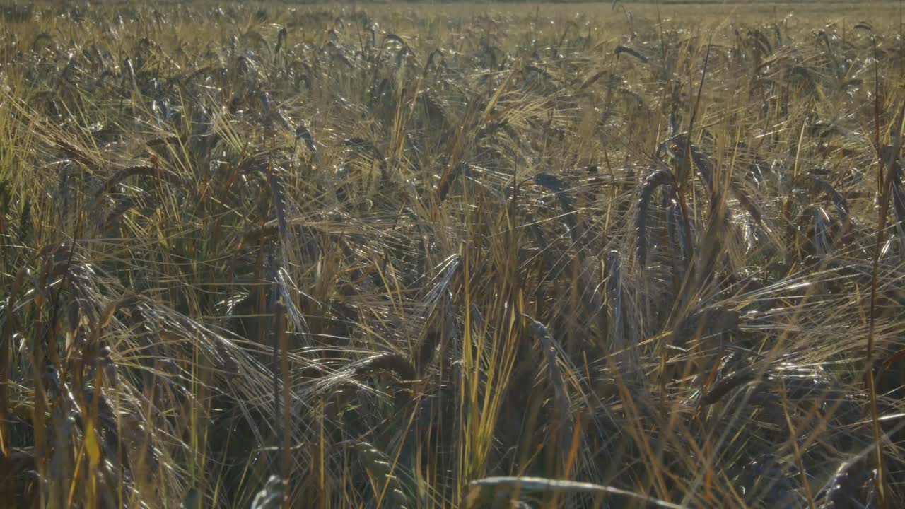 Close-Up Of Grain Agricultural Crop Field On A Sunny Summer Day