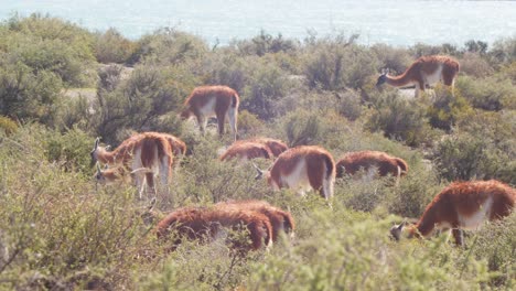 pan shot of guanaco herd feeding on thorny bushes in the sunny windy conditions