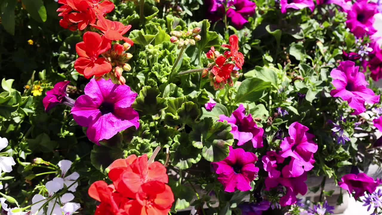 Vibrant flowers blooming in a garden