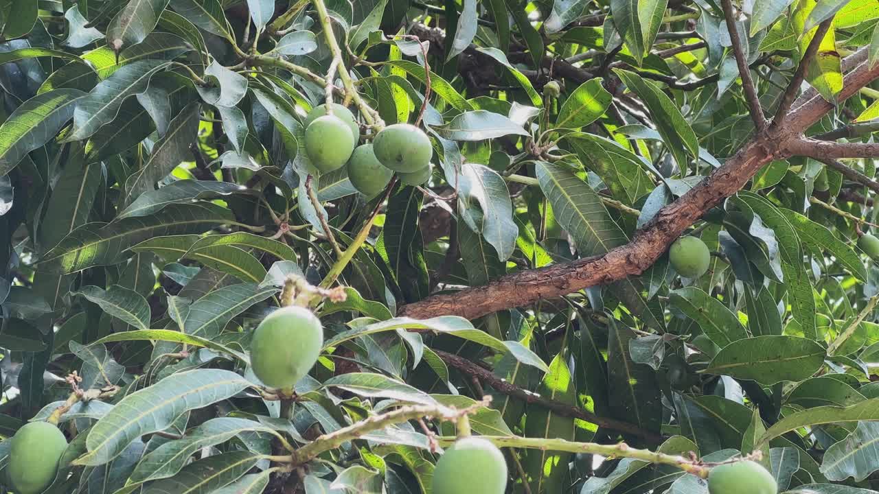 Vista dettagliata di manghi verdi acerbi appesi a un ramo d'albero, circondati da fitte foglie lucide, catturati alla luce naturale del giorno con ricca texture e profondità.