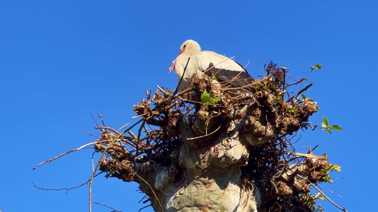 Primo piano di cicogna bianca che riposa in un grande nido di ramoscelli sulla cima di un albero contro un cielo azzurro limpido. Prospettiva dal basso, spazio per il testo