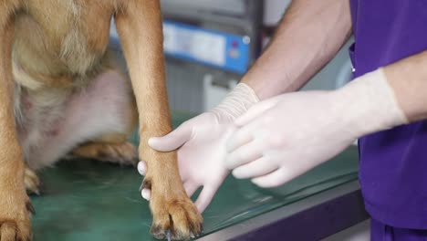 veterinarian examining dog's paw
