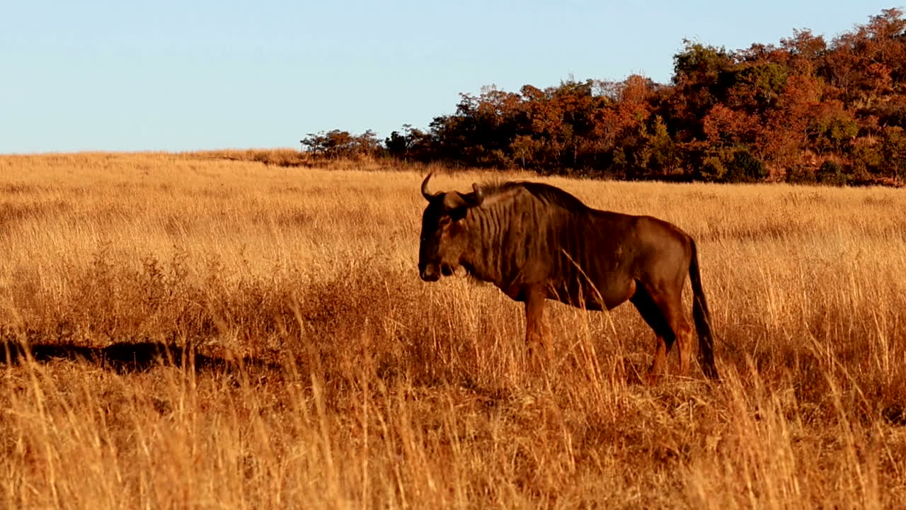 Dominant Blue Wildebeest bull walking in tall grass, sunset profile slomo view