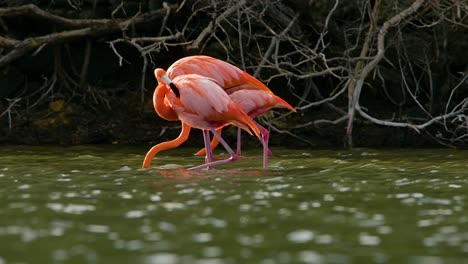 vista de telefotografía de flamencos que se limpian y caminan contra el viento alimentándose contra las raíces expuestas del manglar