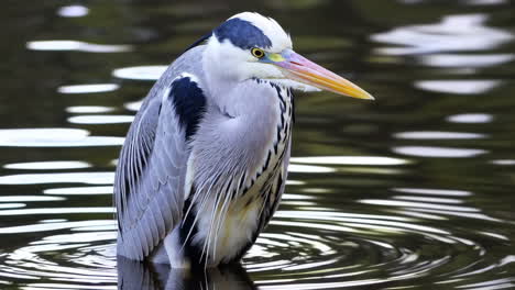 grey heron standing in water