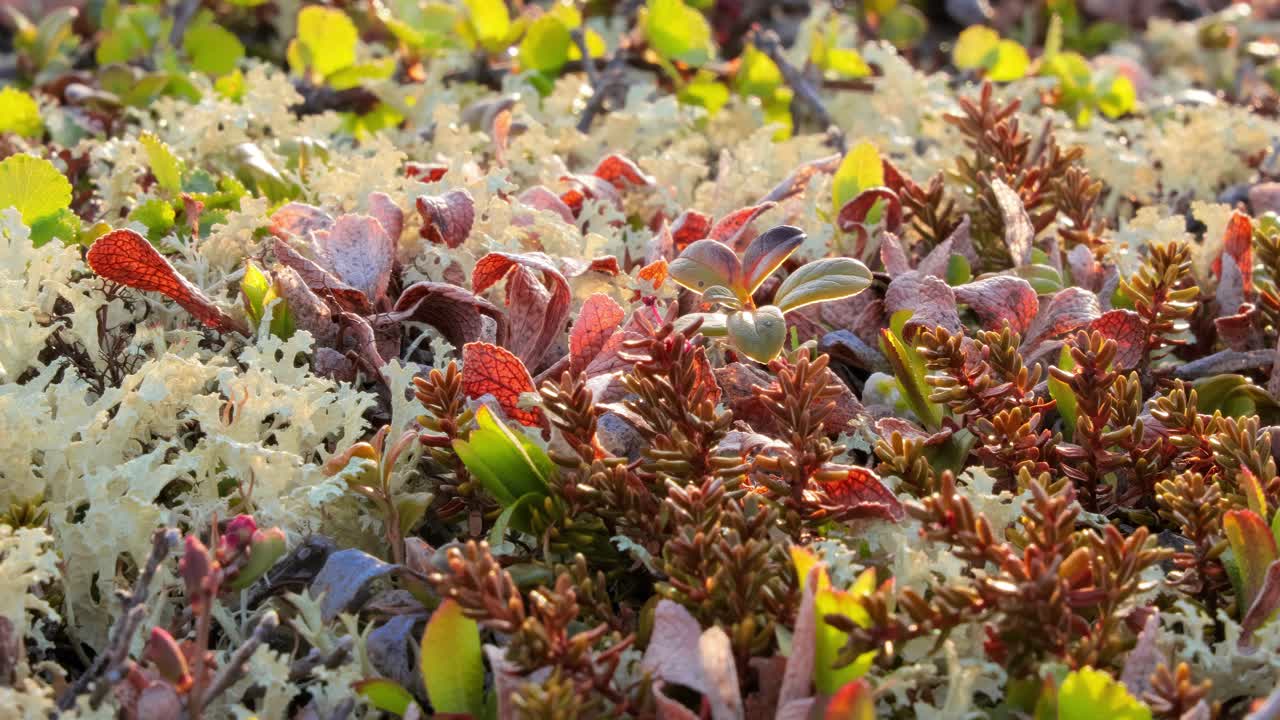 북극  ⁇ 드라 리 ⁇  모스 클로즈업. 주로 북극  ⁇ 드라, 알파인  ⁇ 드라에서 발견되며, 매우 추위에 견 ⁇  수 있습니다. 클라도니아 랭지페리나 (cladonia rangiferina), 렌더 컵 리 ⁇ 으로도 알려져 있습니다.