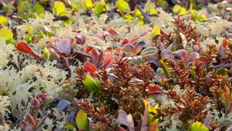 arctic tundra lichen moss close-up. found primarily in areas of arctic tundra, alpine tundra, it is extremely cold-hardy. cladonia rangiferina, also known as reindeer cup lichen.