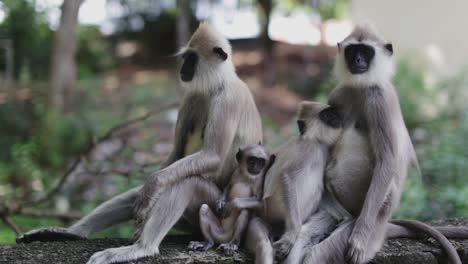 group of langur monkeys sit together while babies move around in a cute way