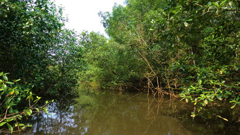 Toma-POV-Flotando-En-Un-Río,-A-Través-De-Un-Bosque-De-Manglares-En-La-Soleada-África-Occidental.