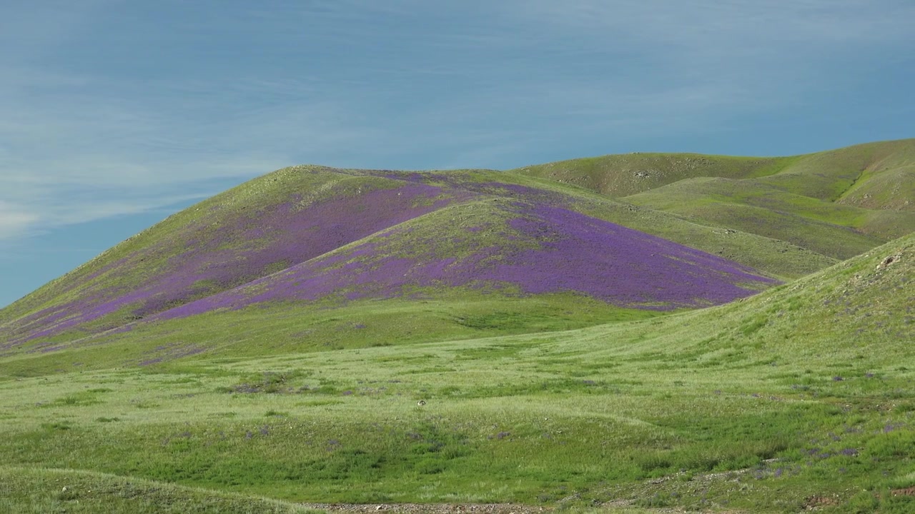 Dolci colline verdi coperte di fiori selvatici viola.