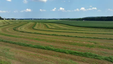 Fresh-cut-Grass-of-agricultural-field-in-summer-season