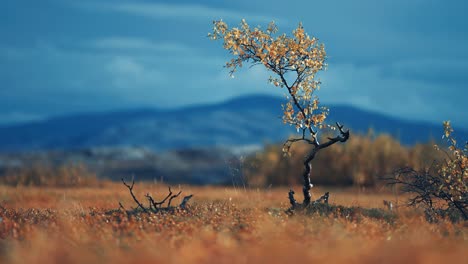 twisted birch tree in the colorful autumn tundra