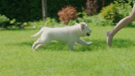 a carefree puppy runs after a child across the lawn in the backyard of a house. have an active and fun time with your pet