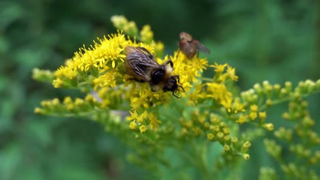 a bee on a wrinkleleaf goldenrod plant in slight breeze