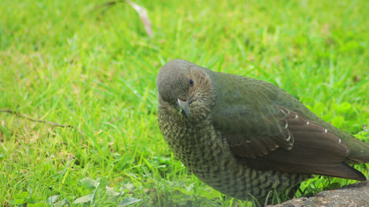 Female Satin Bowerbird Eating Grass In Garden Daytime Australia, Victoria, Gippsland, Maffra
