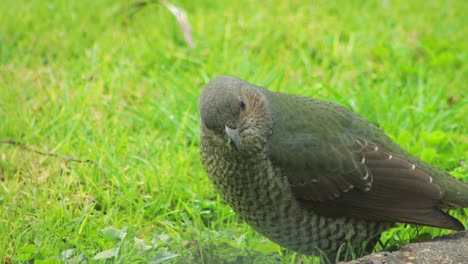 female satin bowerbird eating grass in garden daytime australia, victoria, gippsland, maffra