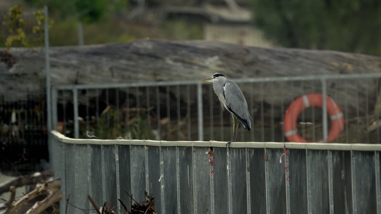 Heron sitting on a metal fence with blurred greenery and buildings in the background