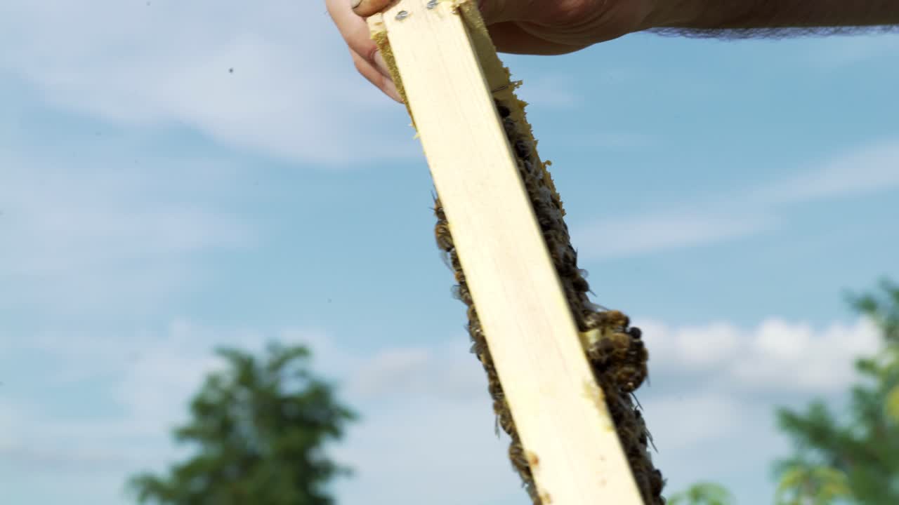 hands of a man holds a frame with honeycombs for bees in the garden at home