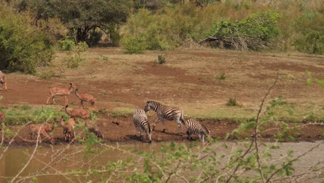 Zebras-Und-Nyalas,-Die-Wasser-An-Einem-Schlammigen-Teich-Trinken,-Werden-Erschreckt-Und-Rennen-Davon