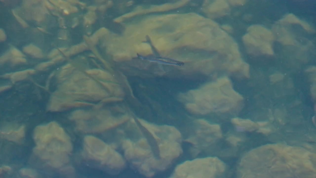 Fish swimming among rocks in clear shallow water, underwater riverbed scene