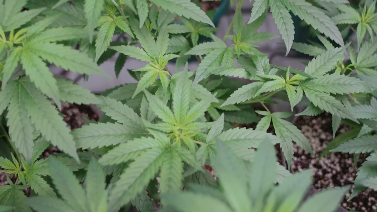 Filmato cinematografico ravvicinato di piante di cannabis rigogliose sotto luci di coltivazione a LED in una moderna struttura di coltivazione indoor che mostra l'agricoltura in ambiente controllato e la produzione medica commerciale