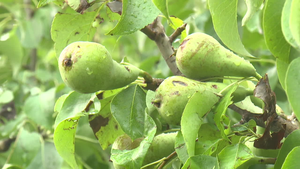 Green Pears on a Tree