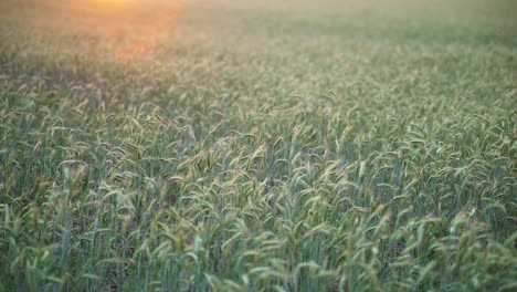 Medium-shot-of-wheat-heads-swaying-blown-in-wind-as-sun-drops-in-sky-and-orange-glow-of-light-spreads-across-plants