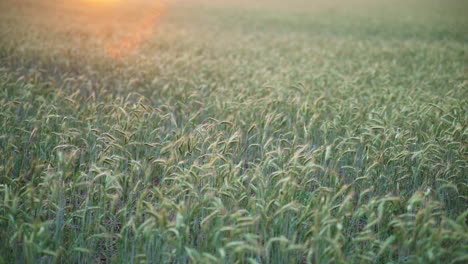 disparo medio de cabezas de trigo balanceándose soplado en el viento como el sol cae en el cielo y el resplandor naranja de la luz se extiende a través de las plantas