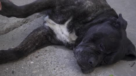 Old-cane-corso-shakes-hand-with-owner-and-cuddles