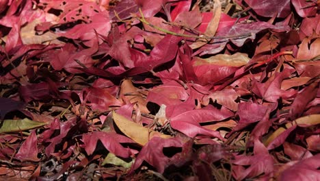 A-zoom-out-of-fallen-leaves-on-the-ground-during-autumn,-Red-Fall-Leaves-on-the-Ground,-Thailand