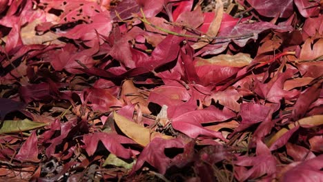 un zoom de hojas caídas en el suelo durante el otoño, hojas rojas de otoño en el suelo, tailandia