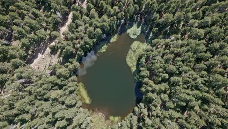 Zoomen-Sie-Aus-Einem-See-Mitten-Im-Wald-Mit-Grünem-Wasser-Heraus