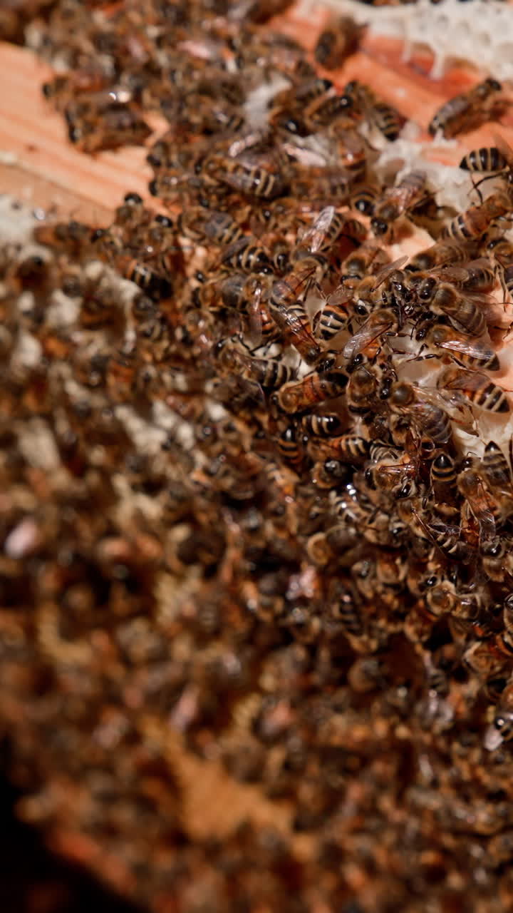 las abejas trabajan en el panal