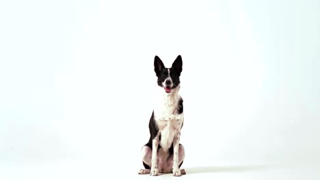 un perro de color blanco y negro está cumpliendo órdenes, se para en sus patas traseras en el estudio sobre un fondo blanco. concepto de entrenamiento de perros. prores 422