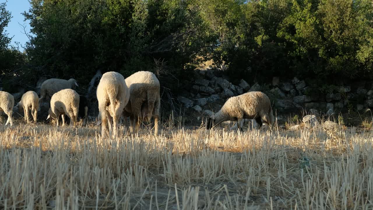 양 들 이 양  ⁇ 는 산