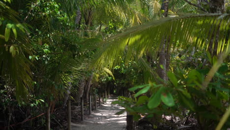 dreamy pathway to the beach through a tropical forest in paradise