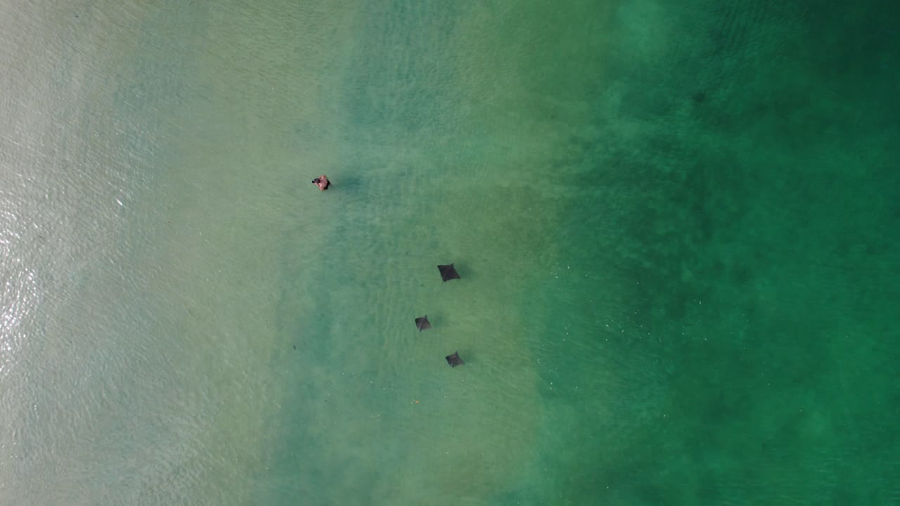 Vista aerea di razze in acqua limpida con una persona che nuota