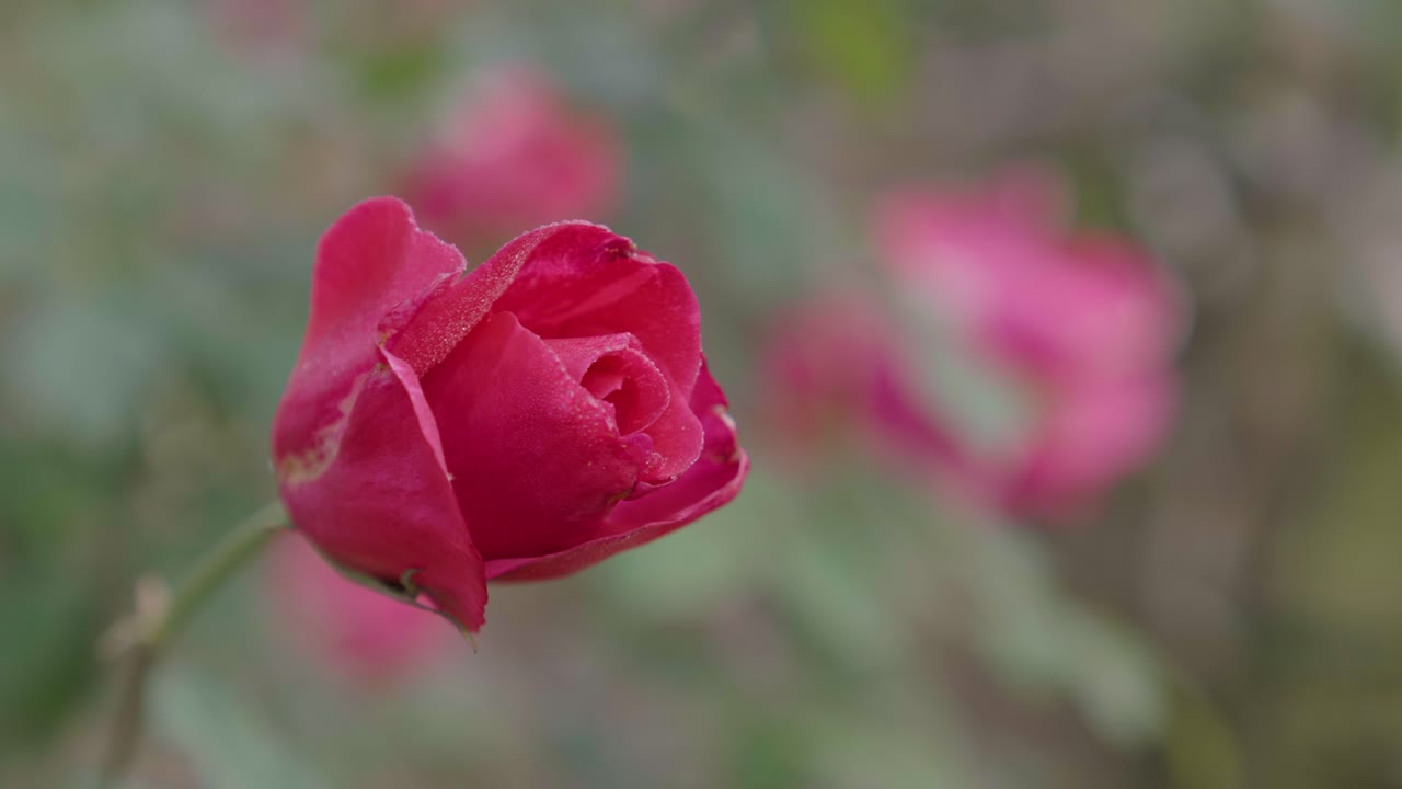 Rose di vari colori sono sbocciate nel giardino