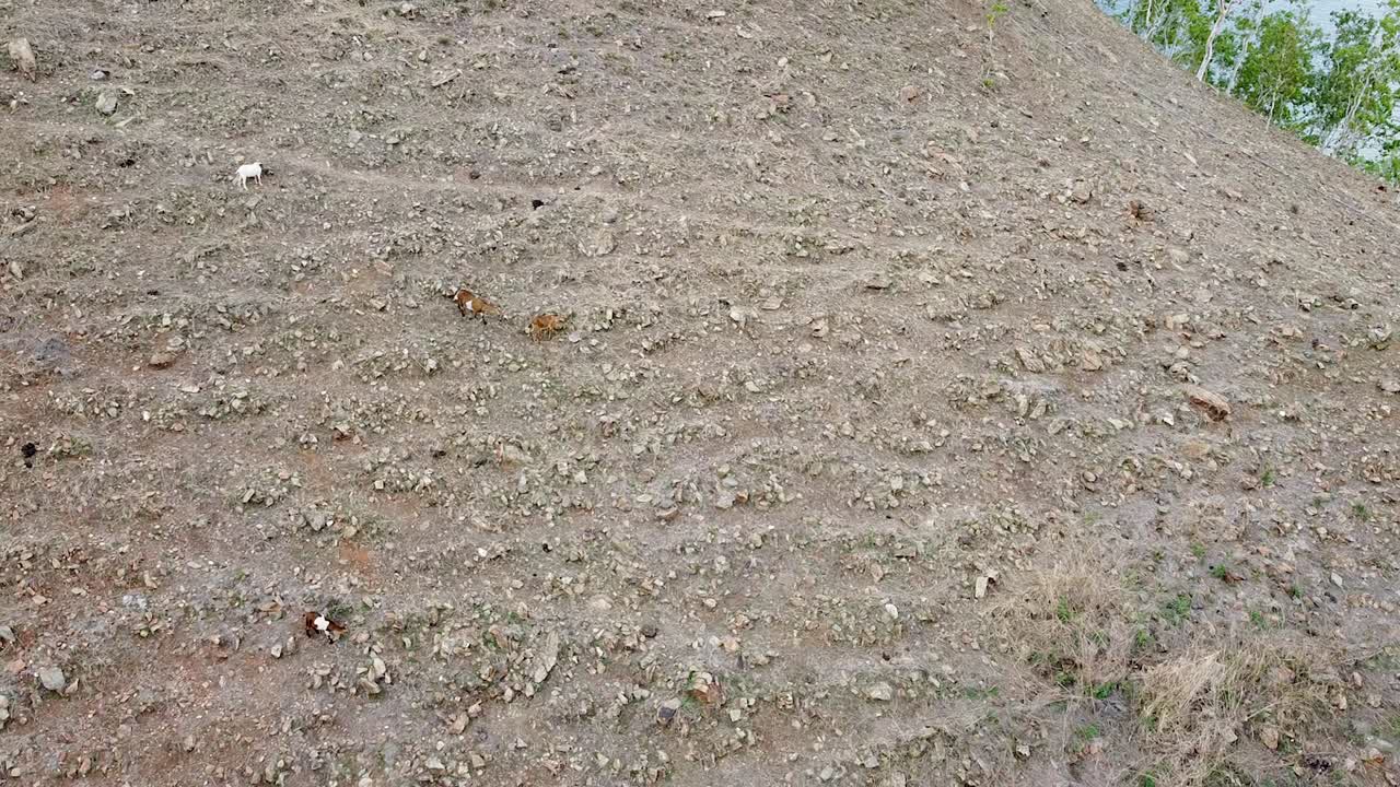 외딴 열대 섬에 있는 가파르고 바위가 많고 건조한 산비탈의 극도로 가혹한 환경에서 풀을 뜯고 먹이를 먹고 있는 염소 떼