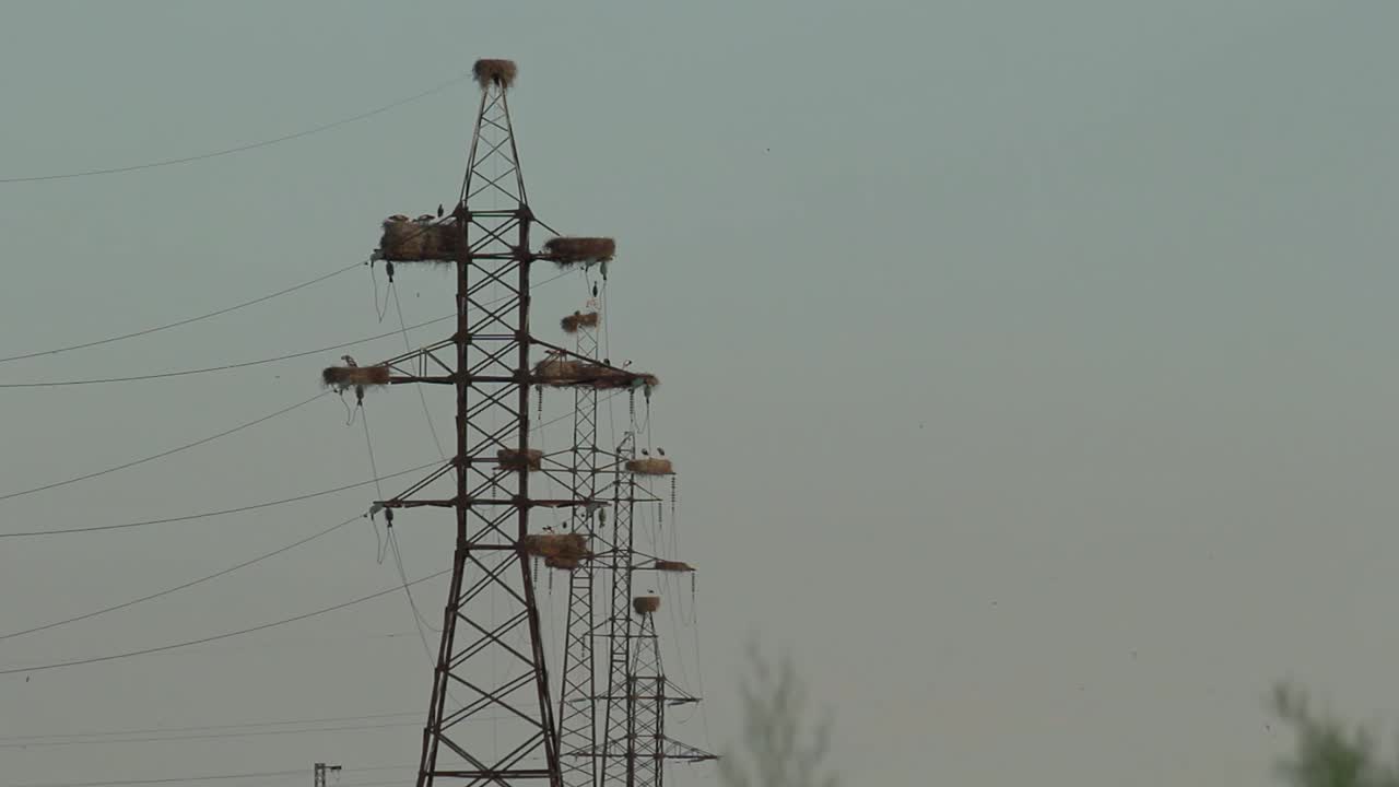 Row of electric towers with white storks in nests at sky background