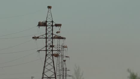 fila de torres eléctricas con cigüeñas blancas en nidos en el fondo del cielo