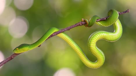 The-White-lipped-Pit-Viper-is-a-venomous-pit-viper-endemic-to-Southeast-Asia-and-is-often-found-during-the-night-waiting-on-a-branch-or-limb-of-a-tree-near-a-body-of-water-with-plenty-of-food-items