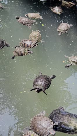 turtle swimming peacefully in murky green pond water