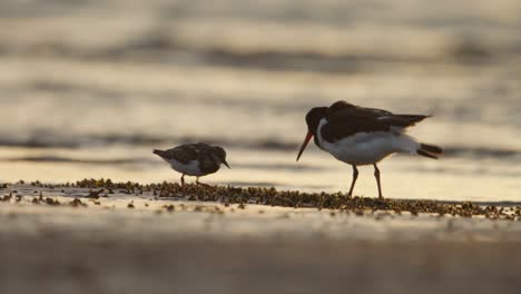 Ruddy-Turnstone-and-Eurasian-oystercatcher-foraging-along-coastline-at-sunset